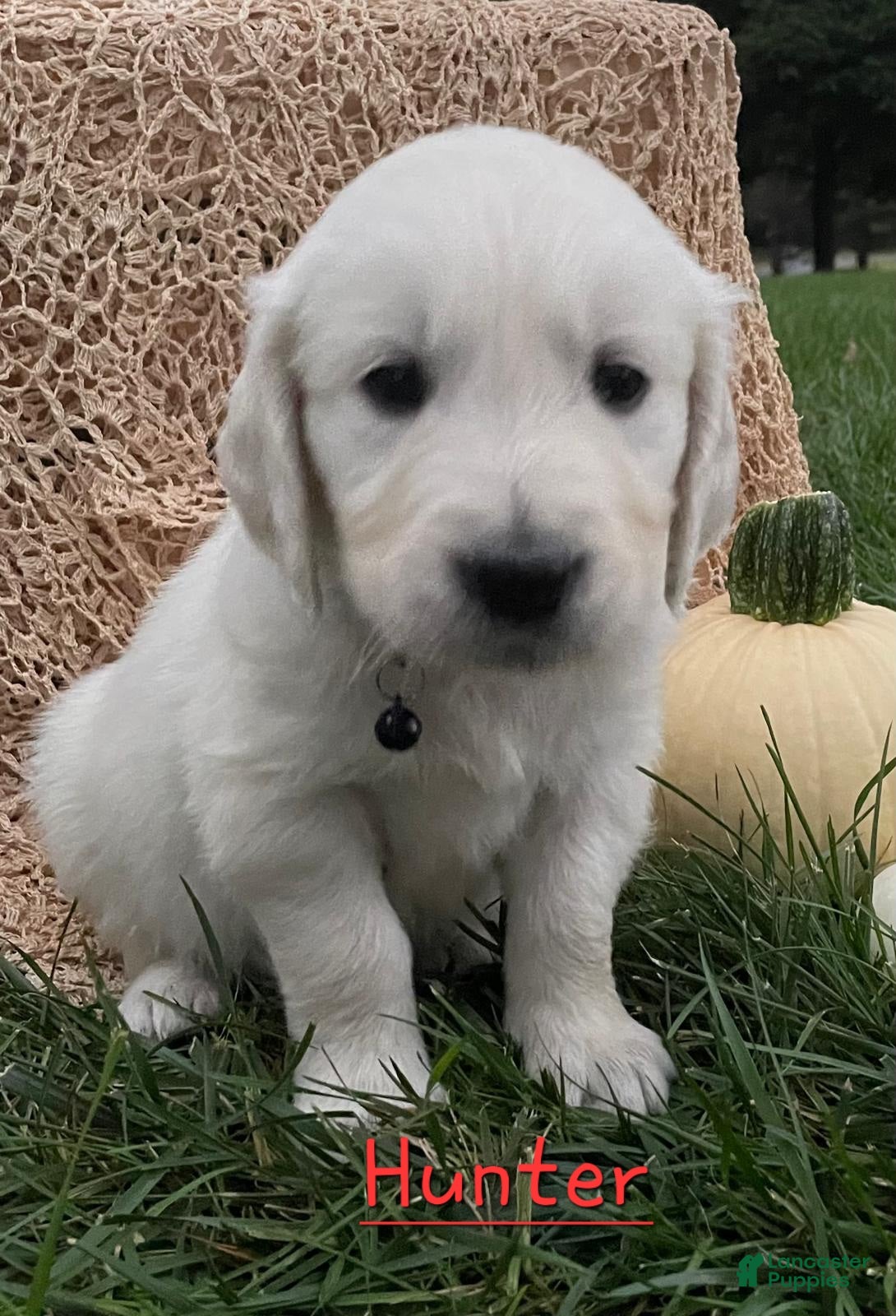Golden Retriever dogs Hunter - Ad 12