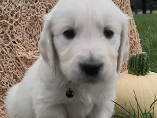 Golden Retriever dogs Hunter - Ad 12