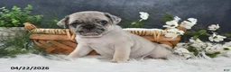 Pug dogs for sale: Griffin - Ad 4