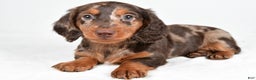 Miniature Dachshund dogs for sale: Angel - Ad 3