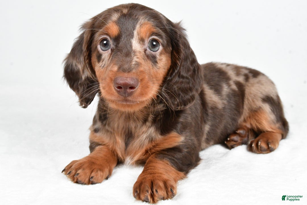 Miniature Dachshund dogs for sale: Angel - Ad 3