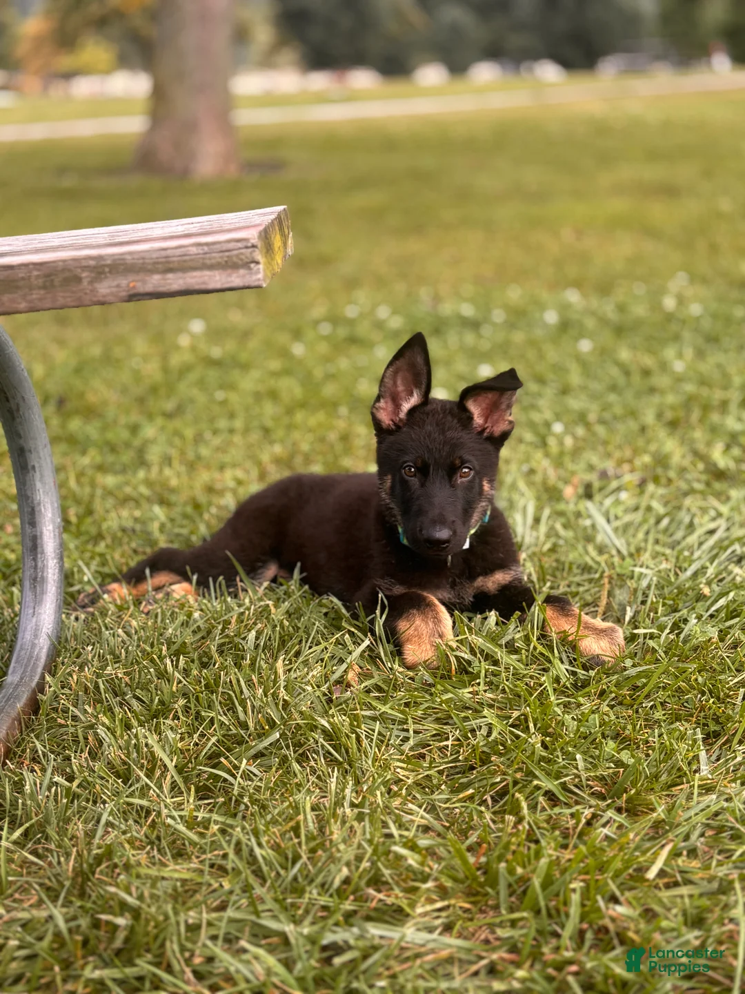 German Shepherd dogs for sale: Max - Ad 2