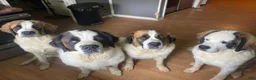 Saint Bernard dogs for sale: Bo - Ad 10