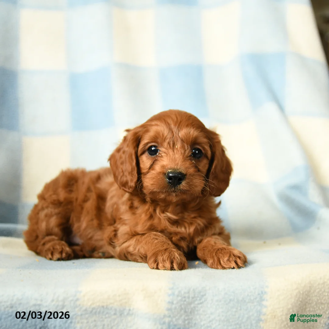 Cavapoo dogs for sale: Chili - Ad 2