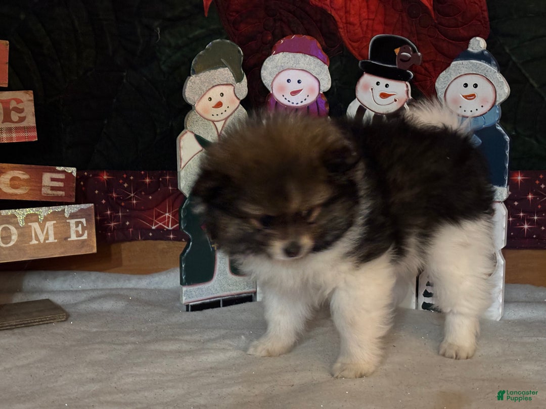 Pomeranian dogs for sale: Jasper - Ad 2