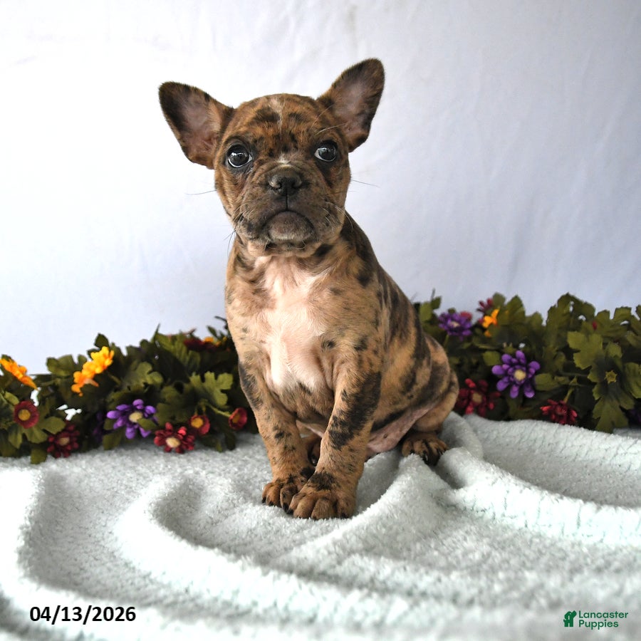 Frenchton dogs Puff - Ad 1