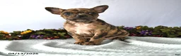 Frenchton dogs for sale: Puff - Ad 1