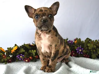 Frenchton dogs for sale: Puff - Ad 2