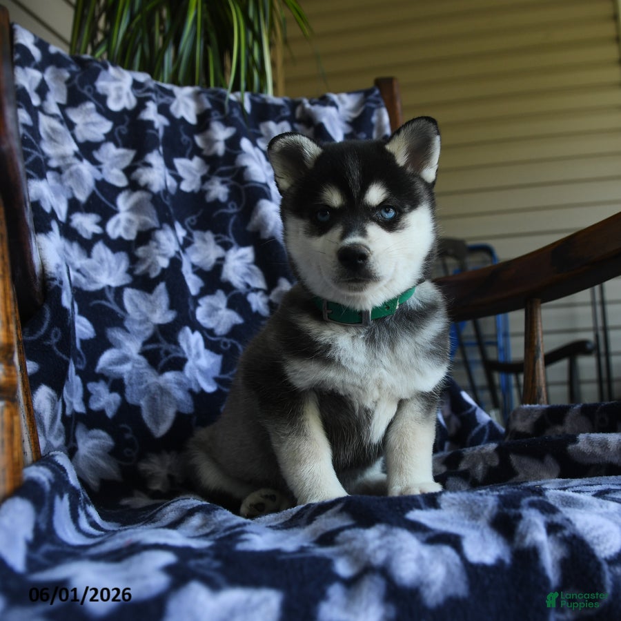 Alaskan Klee Kai dogs Misty - Ad 1