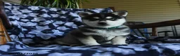 Alaskan Klee Kai dogs for sale: Misty - Ad 1