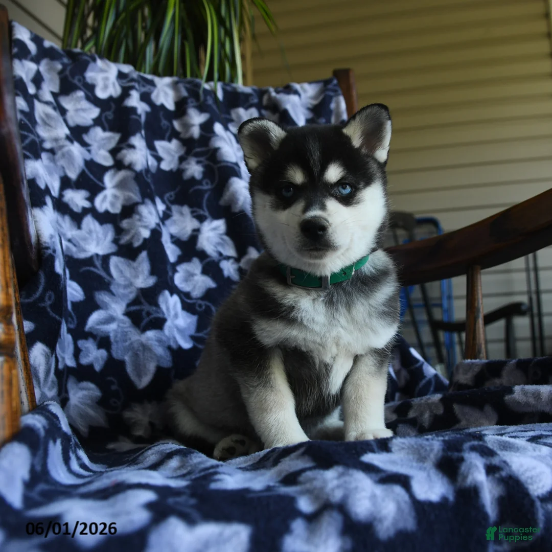 Alaskan Klee Kai dogs for sale: Misty - Ad 1