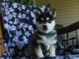 Alaskan Klee Kai dogs for sale: Misty - Ad 2