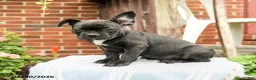 Frenchton dogs for sale: Dylan - Ad 3