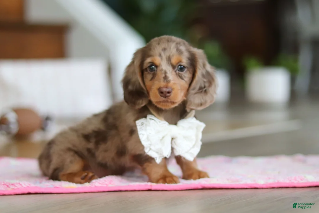 Miniature Dachshund dogs for sale: Jewel - Ad 5