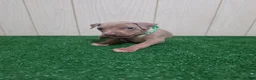 American Bully dogs for sale: American Bully XL Puppy 3 (Green Collar) - Ad 5
