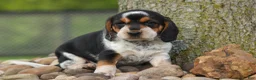 Beagle dogs for sale:  Cypress 🦴🐶 - Ad 4