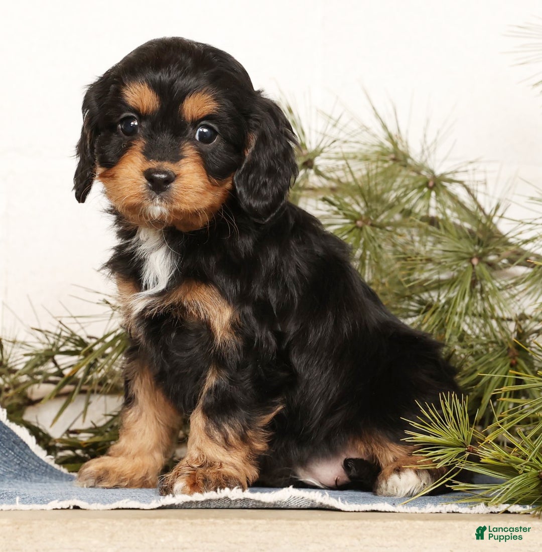 Cavapoo dogs for sale: Sennie - Ad 5