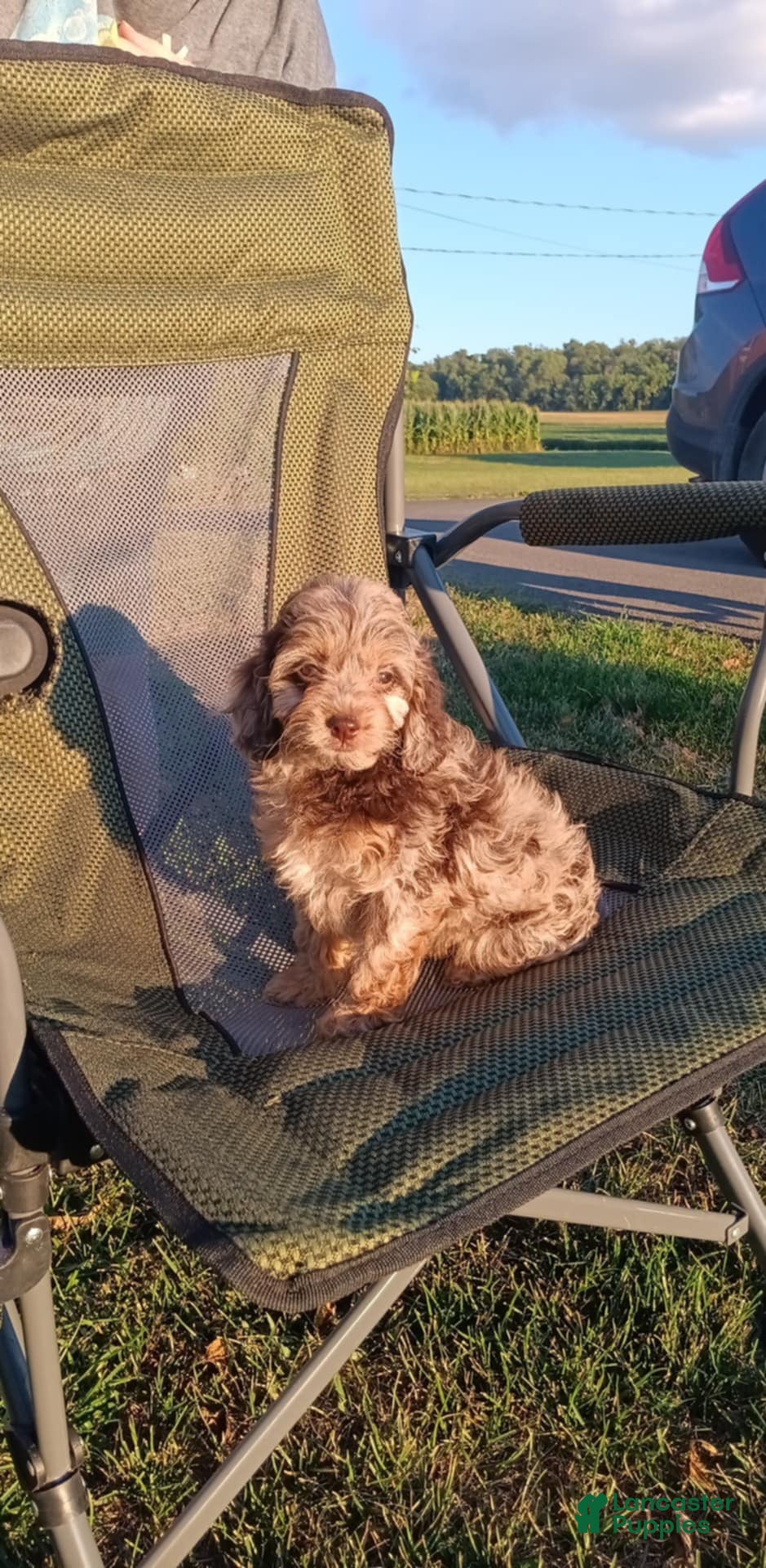 Cockapoo dogs Turtle - Ad 27