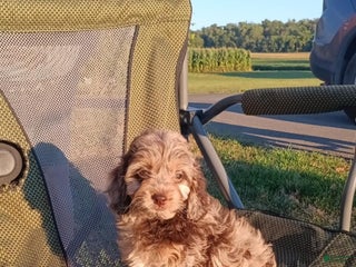 Cockapoo dogs Turtle - Ad 9