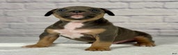 American Bully dogs for sale: Blue Moon - Ad 18