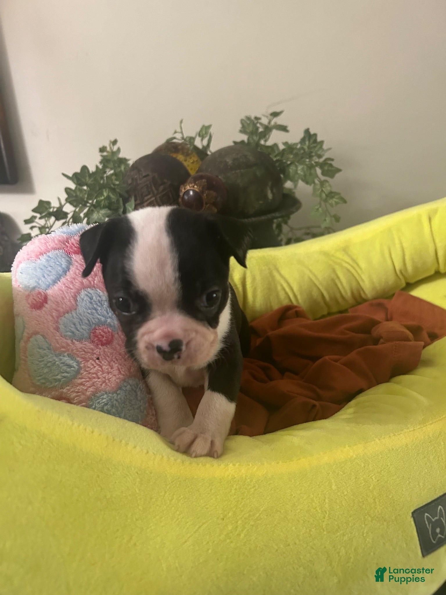 Boston Terrier dogs Boston Terrier 15 - Ad 31