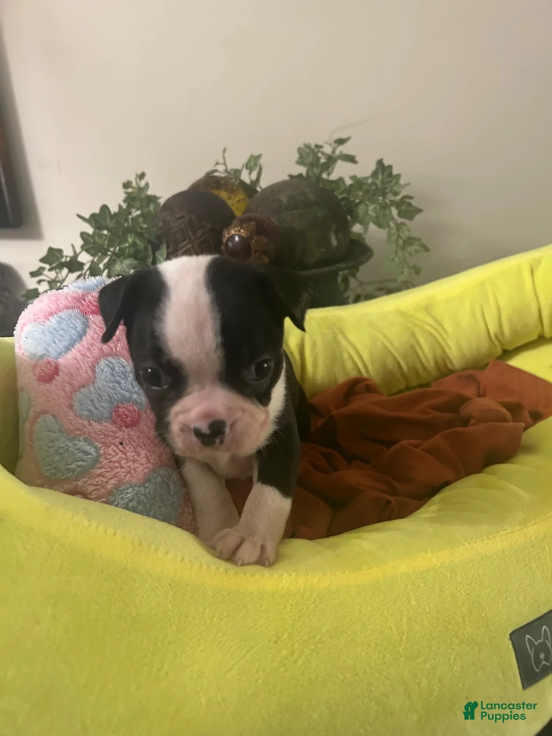 Boston Terrier dogs for sale: Boston Terrier 15 - Ad 1