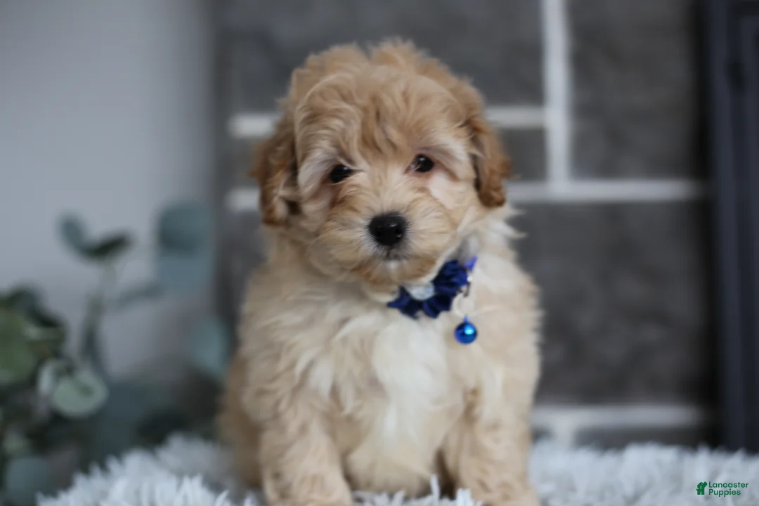 Maltipoo dogs for sale: Phoebe  - Ad 12