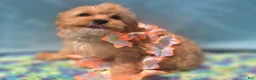 Cavapoo dogs for sale: Miles - Ad 36
