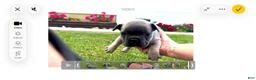 French Bulldog dogs for sale: Uvie “Hot Pink” Collar, Female  - Ad 8