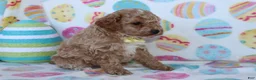Miniature Poodle dogs for sale: Rinker - Ad 3