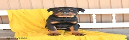 Rottweiler dogs for sale: Shadow - Ad 5