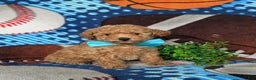 Toy Poodle dogs for sale: Walden - Ad 2