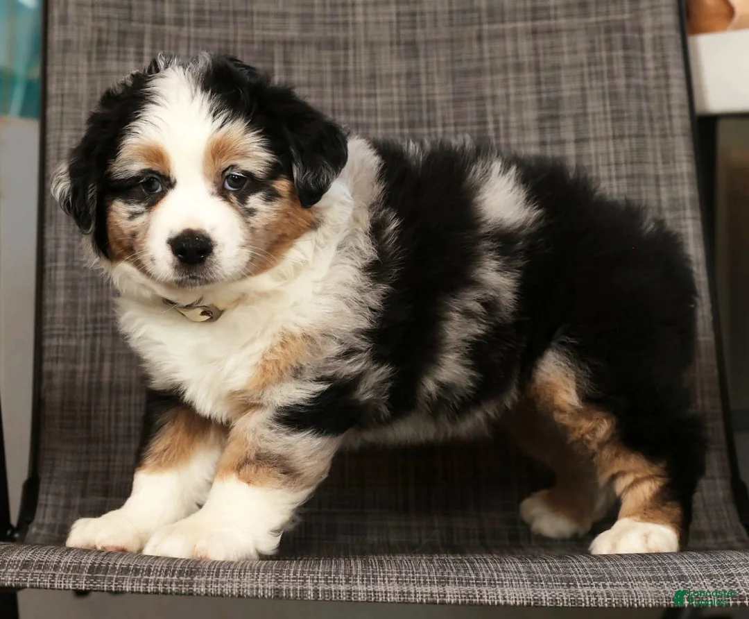 Miniature Australian Shepherd dogs for sale: Bella - Ad 7
