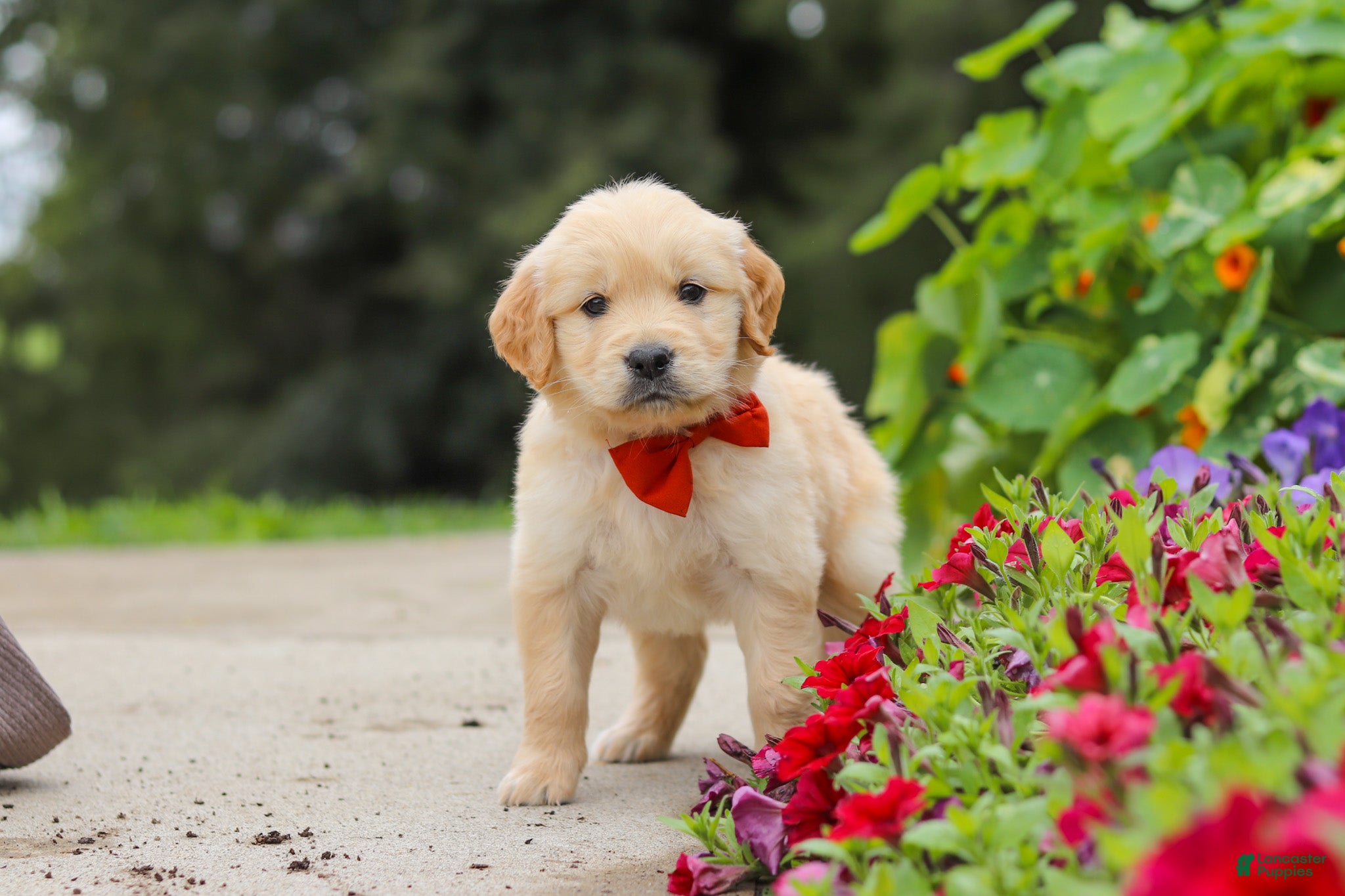 Golden Retriever dogs Baldo - Ad 2