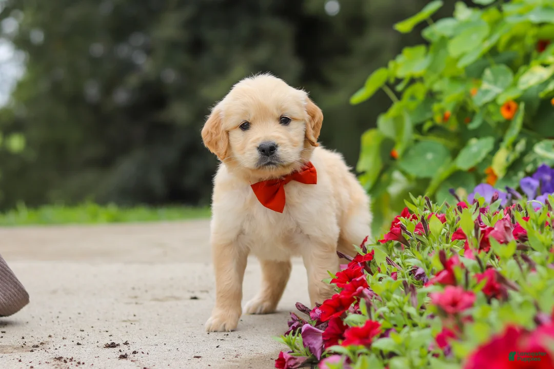 Golden Retriever dogs for sale: Baldo - Ad 2