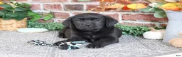 Labrador Retriever dogs for sale: Onyx - Ad 4