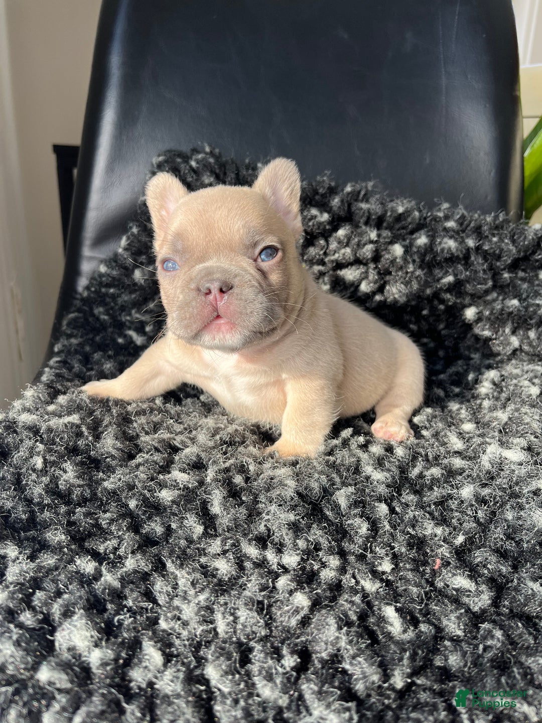 French Bulldog dogs for sale: Max - Ad 6