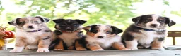 Miniature Australian Shepherd dogs for sale: Dylan  - Ad 6