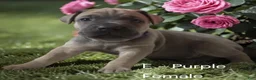 Cane Corso dogs for sale: Cane Corso purple - Ad 2