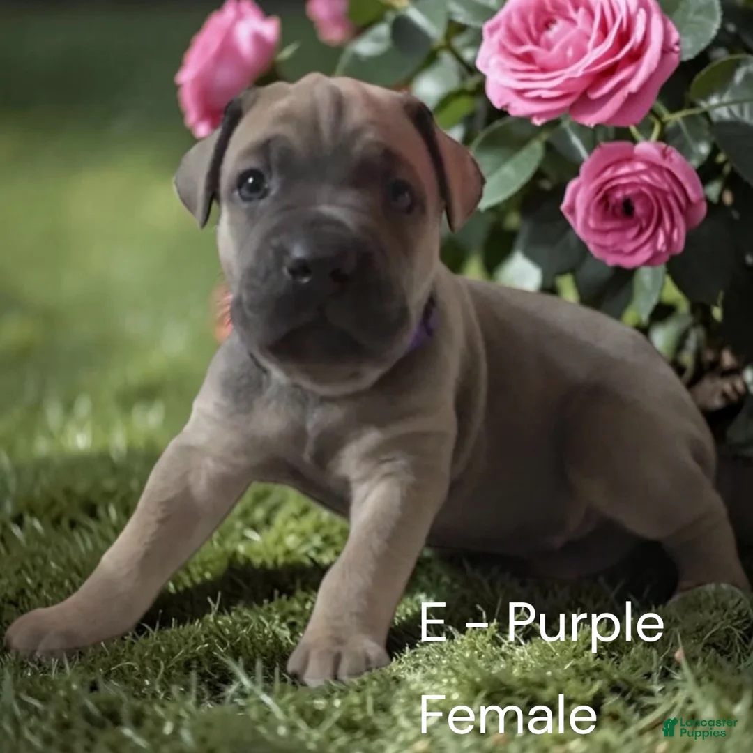 Cane Corso dogs for sale: Cane Corso purple - Ad 2