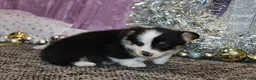 Welsh Corgi Pembroke dogs for sale: Carlotta - Ad 22