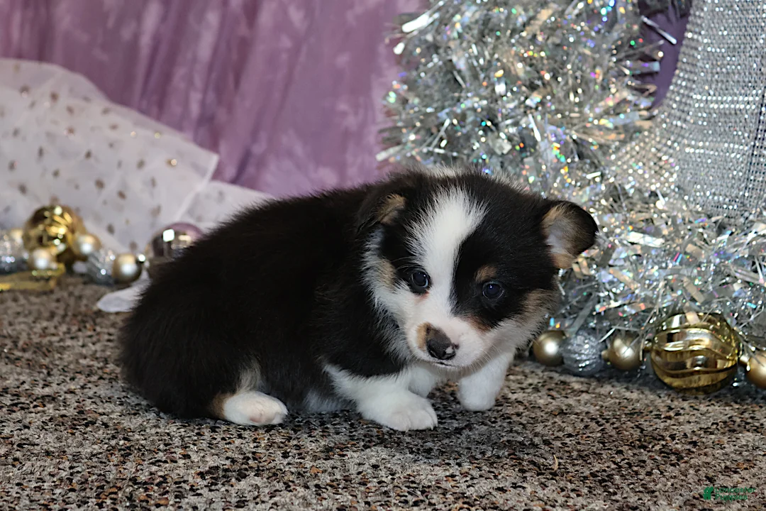 Welsh Corgi Pembroke dogs for sale: Carlotta - Ad 22