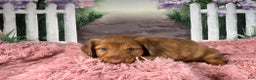 Miniature Dachshund dogs for sale: AKC-Brody - Ad 2