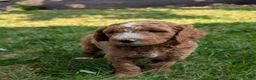Goldendoodle dogs for sale: Suzy - Ad 5