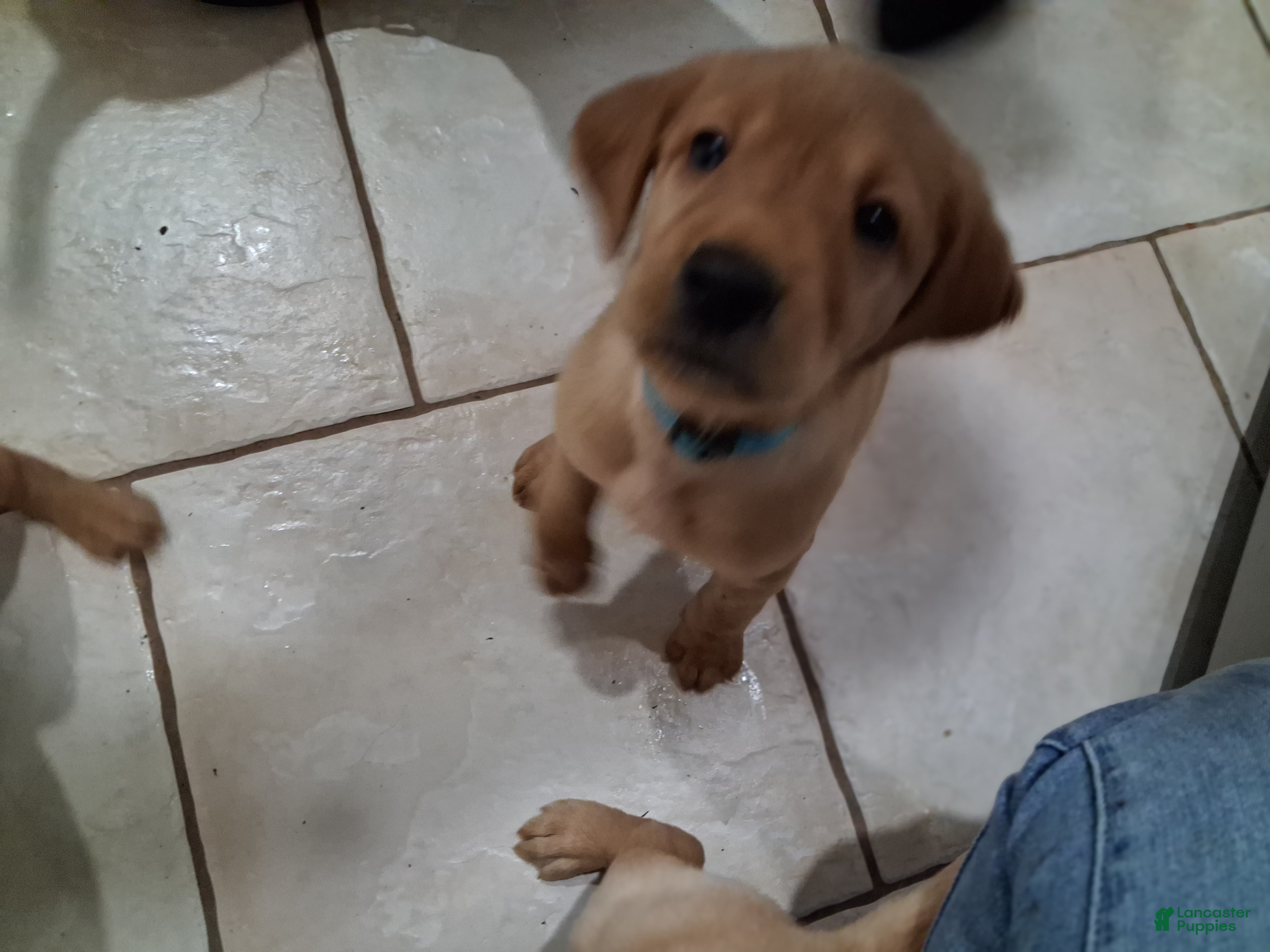 Mixed Breed dogs Blue collar - Ad 22