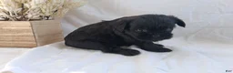 Affenpinscher dogs for sale: LLW JAMES - Ad 3
