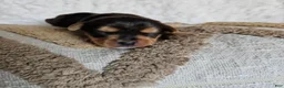 Mixed Breed dogs for sale: TCup Mickey - Ad 6