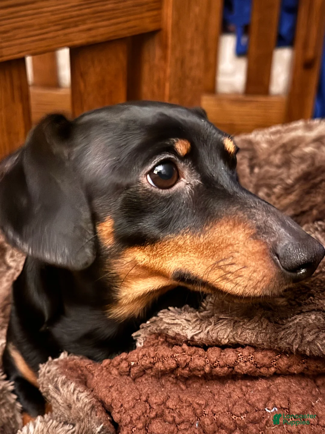 Miniature Dachshund dogs for sale: Lucy - Ad 3
