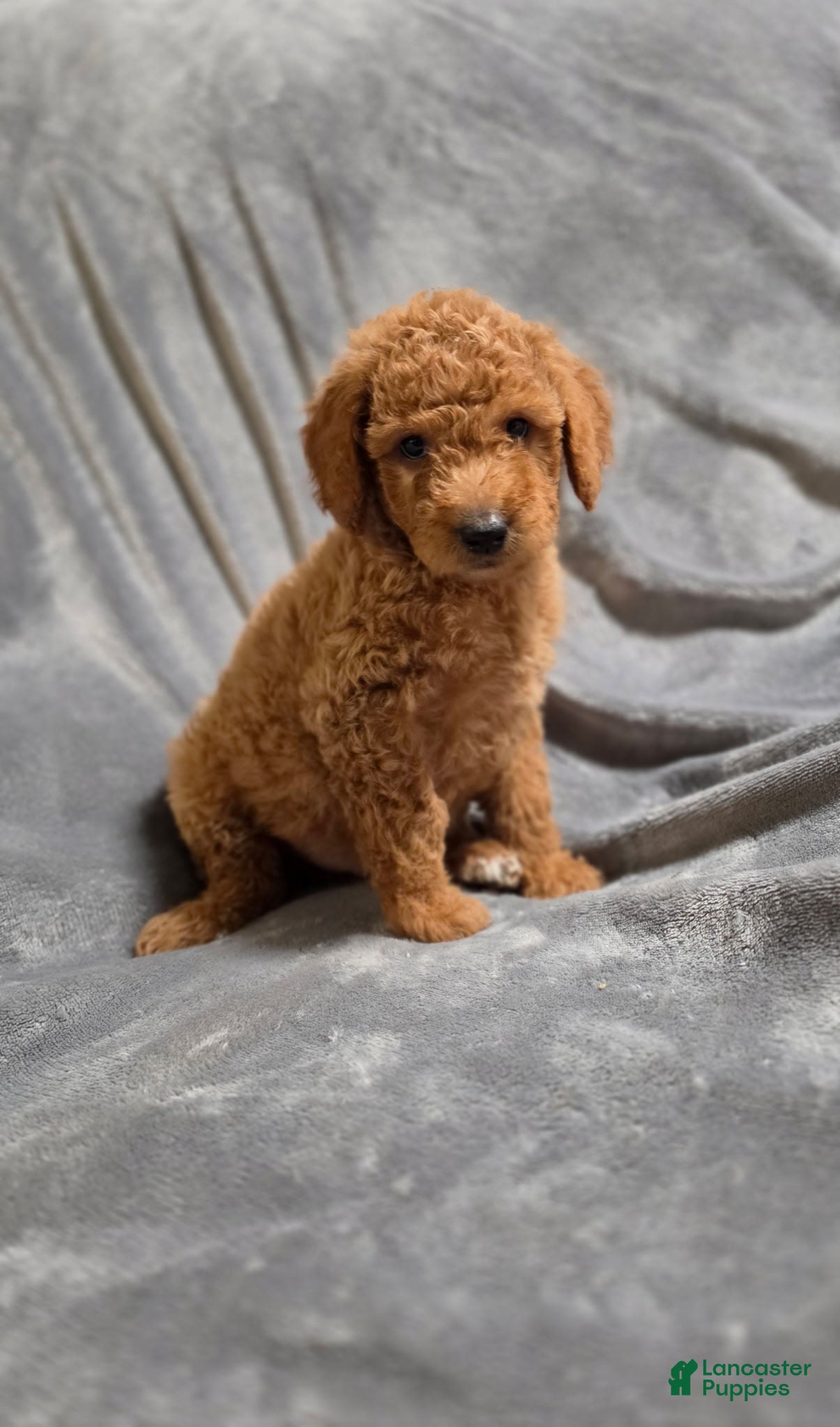 Goldendoodle dogs Cosmo - Ad 12