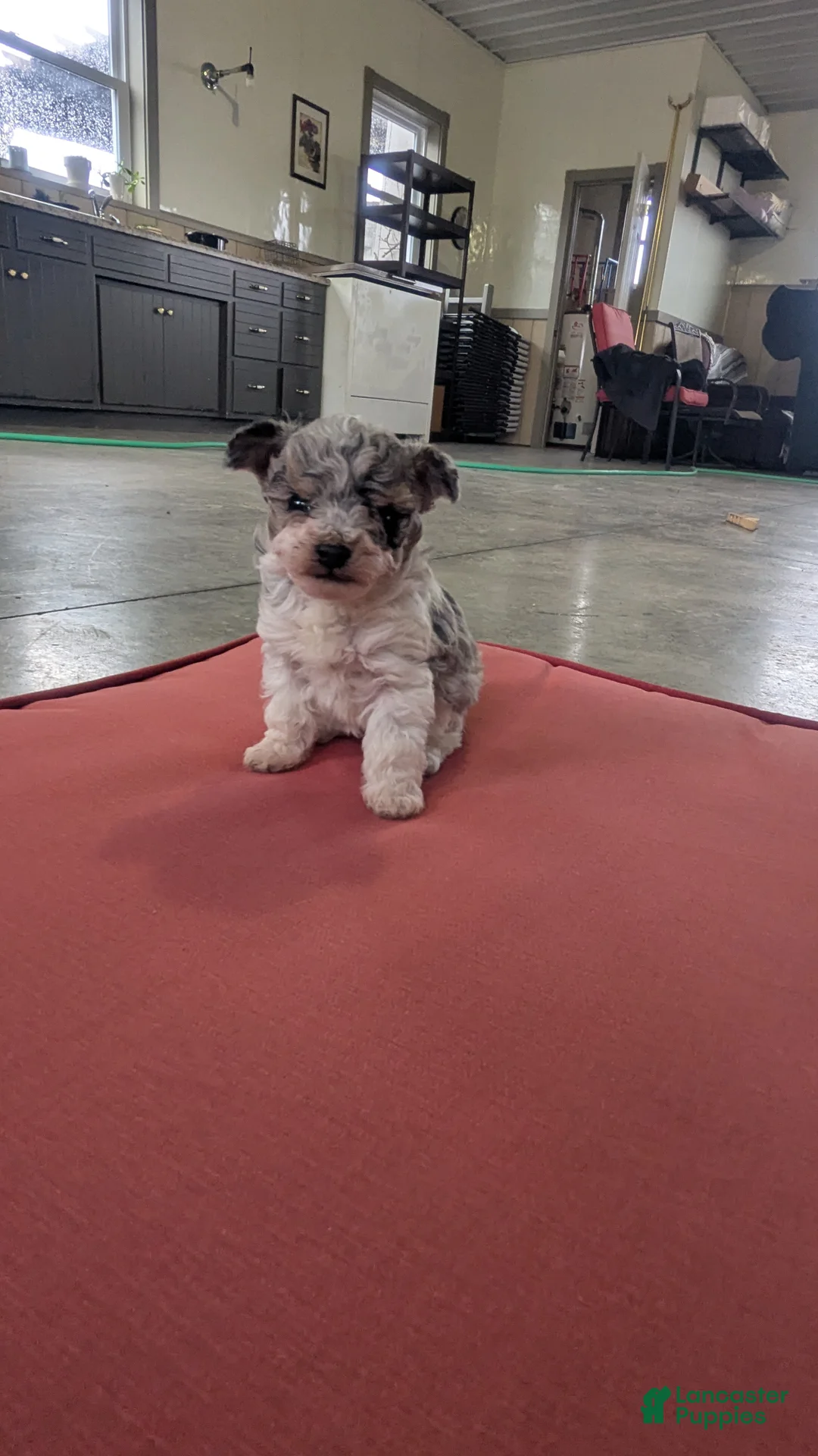 Toy Poodle dogs for sale: Benji  - Ad 6
